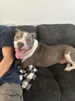 Hank, an adoptable American Staffordshire Terrier in Houston, TX