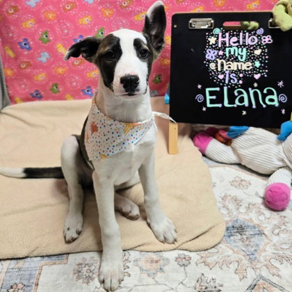 Elana, an adoptable German Shepherd Dog in Houston, TX