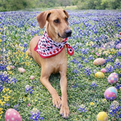 Ellie Mae, an adoptable Rhodesian Ridgeback in Houston, TX