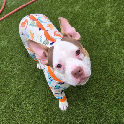 Rue, an adoptable Bulldog in Houston, TX