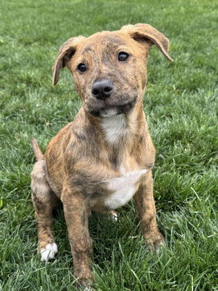 Little Rusty, an adoptable Australian Cattle Dog in Houston, TX