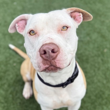 Daniel Tiger, an adoptable American Staffordshire Terrier in Houston, TX