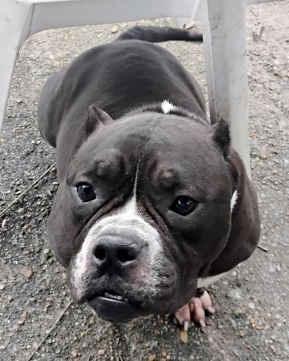 Ebony, an adoptable Unknown breed in Houston, TX
