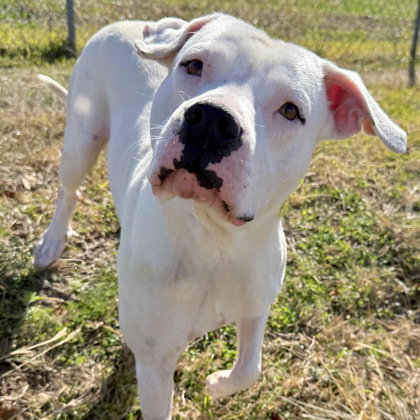Dewey, an adoptable Unknown breed in Houston, TX