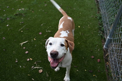 Woody, an adoptable Hound in Houston, TX