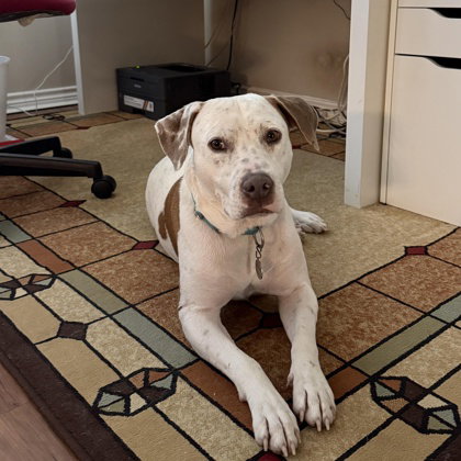 Canelo