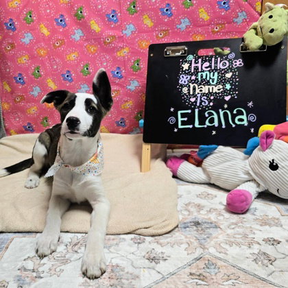 Elana