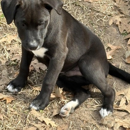 Astro