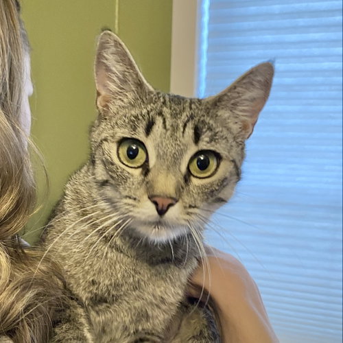 Rey, an adoptable Domestic Short Hair in Sonora, CA