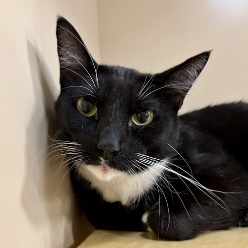 Jack, an adoptable Domestic Short Hair in Sonora, CA