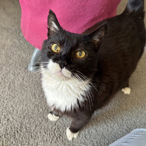 Zorell, an adoptable Domestic Short Hair in Sonora, CA