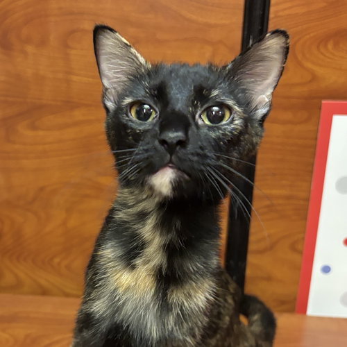 Texas, an adoptable Domestic Short Hair in Sonora, CA