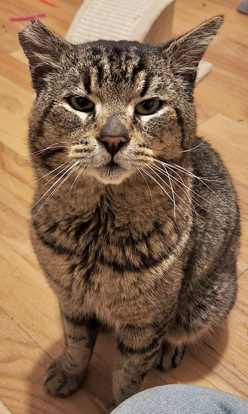 Harley - Barn Cat, an adoptable Domestic Short Hair in Sonora, CA