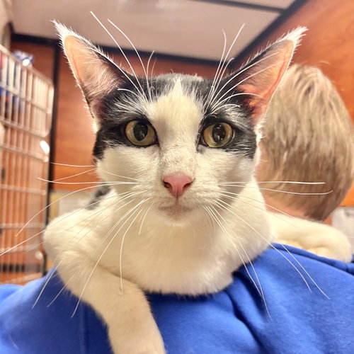 Georgie, an adoptable Domestic Short Hair in Sonora, CA