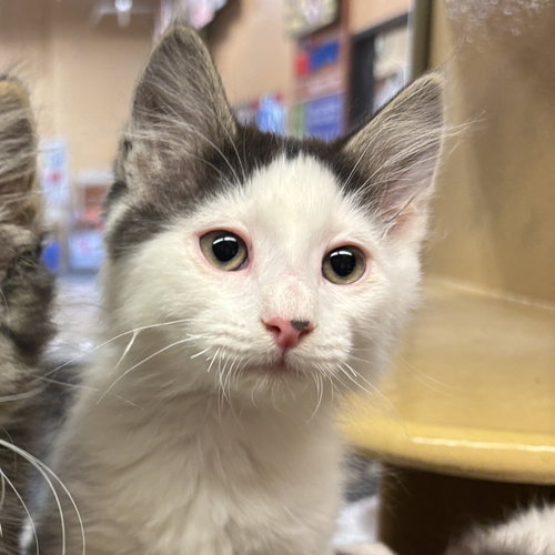 Marshmallow, an adoptable Domestic Long Hair in Sonora, CA