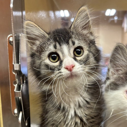 Rocky, an adoptable Domestic Long Hair in Sonora, CA