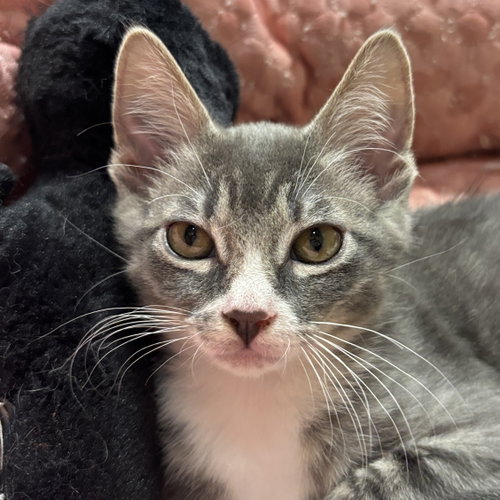Buckwheat, an adoptable Domestic Short Hair in Sonora, CA