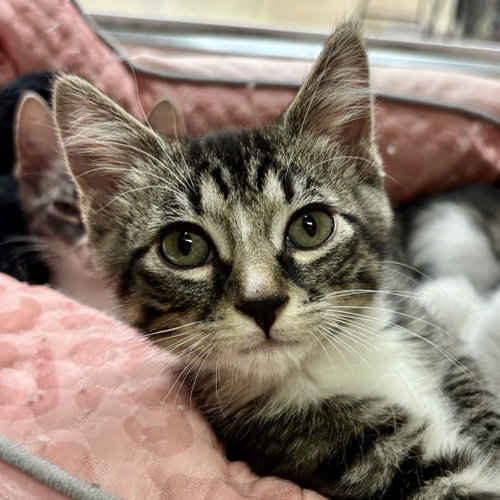 Alfalfa, an adoptable Domestic Short Hair in Sonora, CA