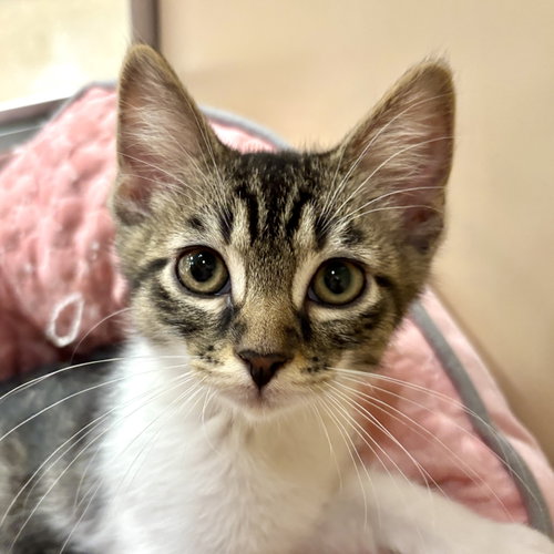 Porky, an adoptable Domestic Short Hair in Sonora, CA