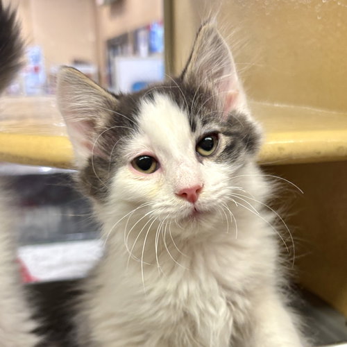 Messi, an adoptable Domestic Long Hair in Sonora, CA