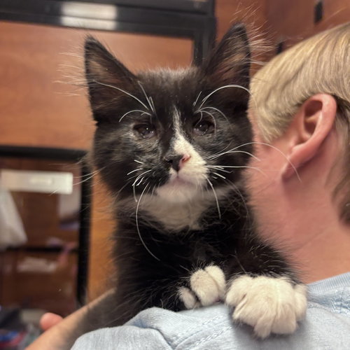 Bear, an adoptable Domestic Long Hair in Sonora, CA