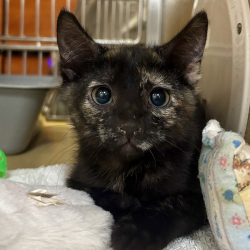 Midnight, an adoptable Domestic Short Hair in Sonora, CA