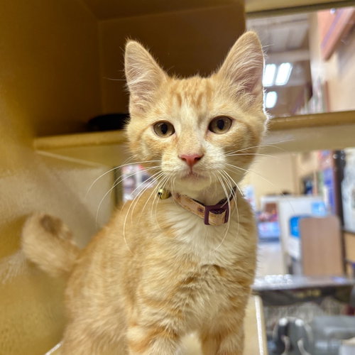 Sunny, an adoptable Domestic Short Hair in Sonora, CA