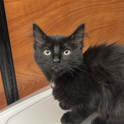 Marjoram, an adoptable Domestic Short Hair in Sonora, CA