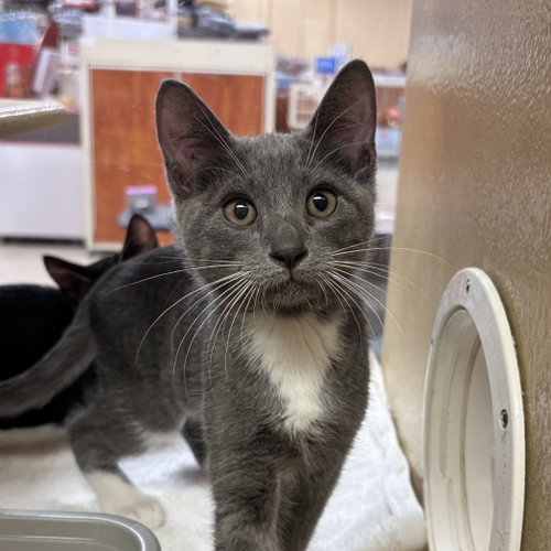 Sage, an adoptable Domestic Short Hair in Sonora, CA