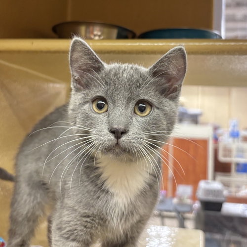 Coriander, an adoptable Domestic Short Hair in Sonora, CA