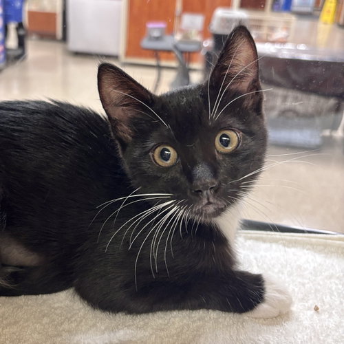 Rosemary, an adoptable Domestic Short Hair in Sonora, CA
