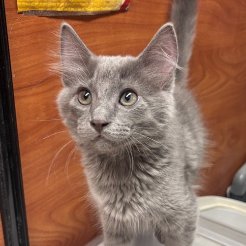 Tarragon, an adoptable Domestic Medium Hair in Sonora, CA