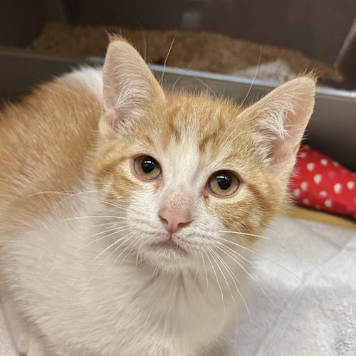 Muse, Baby Domestic Short Hair (short coat), cat for adoption in Merced, California