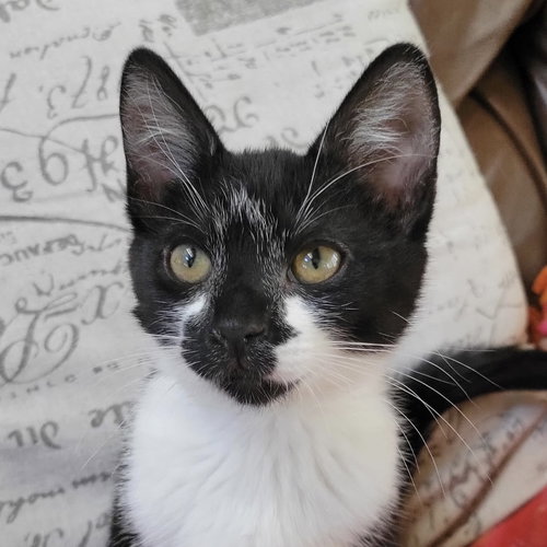 Franchesca
