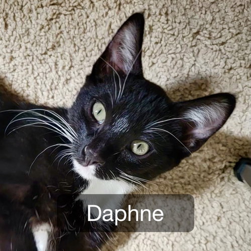 Daphne