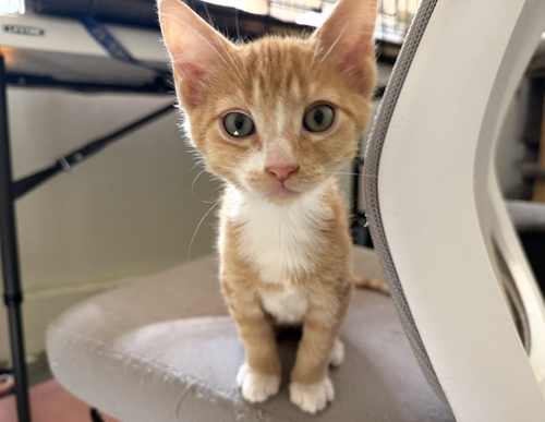 Radar, Baby Domestic Short Hair (short coat), cat for adoption in Ceres, California
