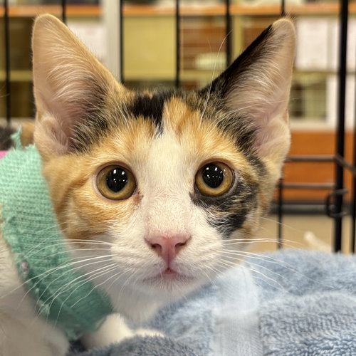 Daisy, Baby Domestic Short Hair (short coat), cat for adoption in Manteca, California