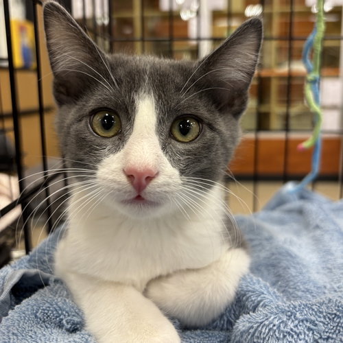 Churro, Baby Domestic Short Hair (short coat), cat for adoption in Manteca, California