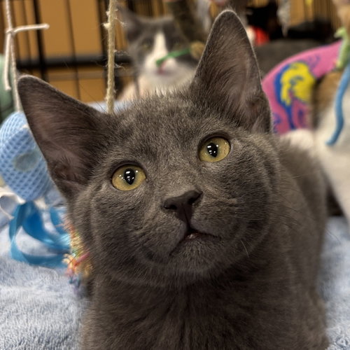Uno, Baby Domestic Short Hair (short coat), cat for adoption in Manteca, California