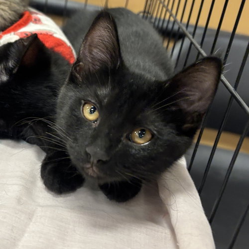 Mitten, Baby Domestic Short Hair (short coat), cat for adoption in Manteca, California