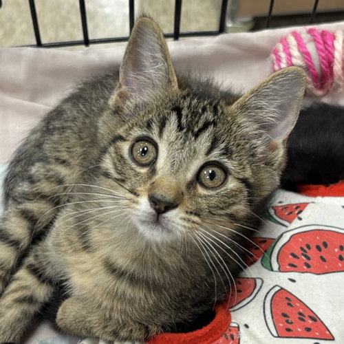 Greg, Baby Domestic Short Hair (short coat), cat for adoption in Manteca, California