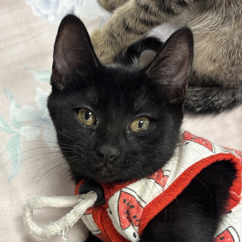 Dulcinea, Baby Domestic Short Hair (short coat), cat for adoption in Manteca, California