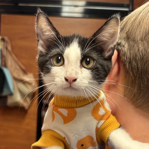 Fig, an adoptable Domestic Short Hair in Sonora, CA