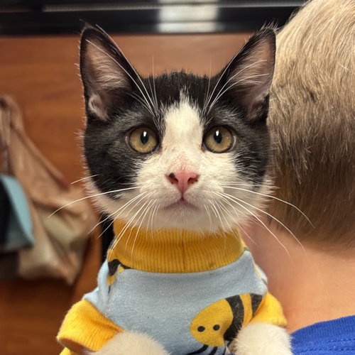 Apple, an adoptable Domestic Short Hair in Sonora, CA