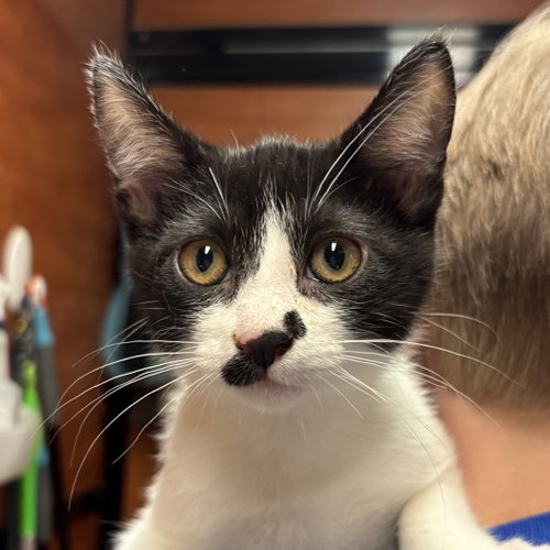 Pistachio, an adoptable Domestic Short Hair in Sonora, CA