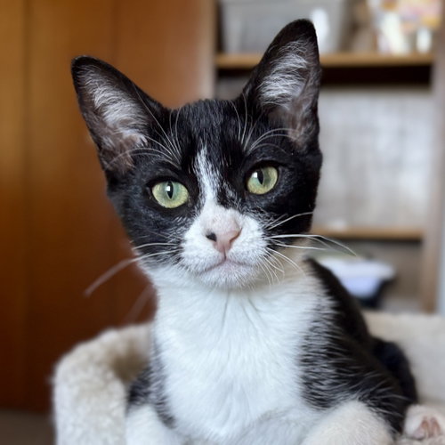 Galaxy, an adoptable Domestic Short Hair in Sonora, CA