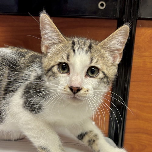 Paws, an adoptable Domestic Short Hair in Sonora, CA