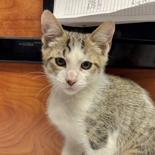 Sweetie, an adoptable Domestic Short Hair in Sonora, CA