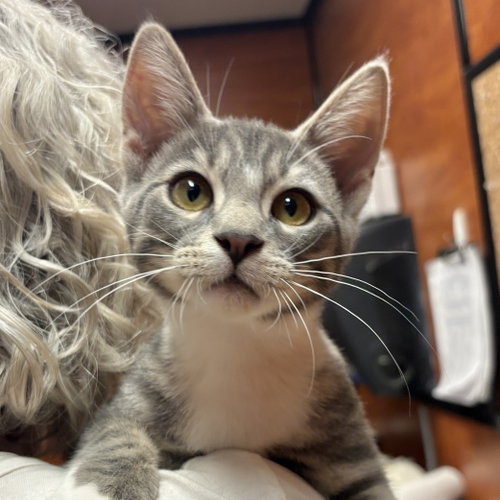 Granite, an adoptable Domestic Short Hair in Sonora, CA
