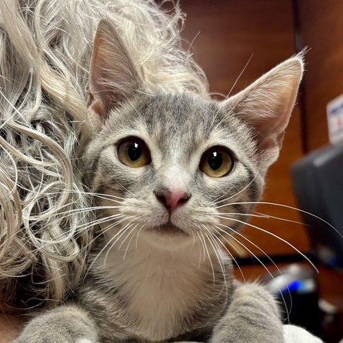 Pebble, an adoptable Domestic Short Hair in Sonora, CA
